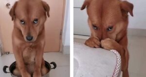 Il padrone lo rimprovera e il cagnolino usa tutta la sua dolcezza per farsi perdonare