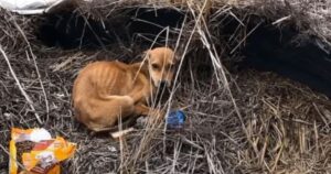 La cagnolina scheletrica viveva in una fogna sudicia insieme ad un gattino (VIDEO)