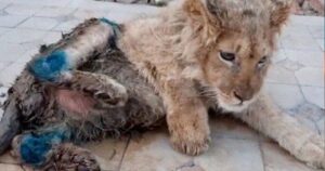 Usato per scattare foto coi turisti: legato in un fienile e con profonde ferite questo cucciolo di leone è stato salvato appena in tempo