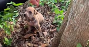 Contadino trova un cucciolo incatenato ad un albero che chiedeva disperatamente aiuto