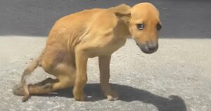 Cucciolo paralizzato chiede aiuto per strada strisciando per terra ma nessuno lo ascolta. Le immagini strazianti in un video