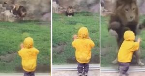 Il bambino allo zoo si ritrova faccia a faccia con il leone. La scena terrorizza i genitori (VIDEO)