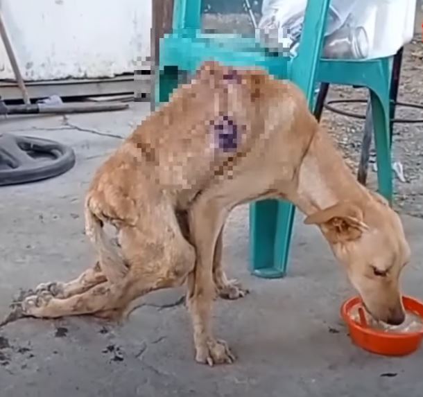 cagnolino catire