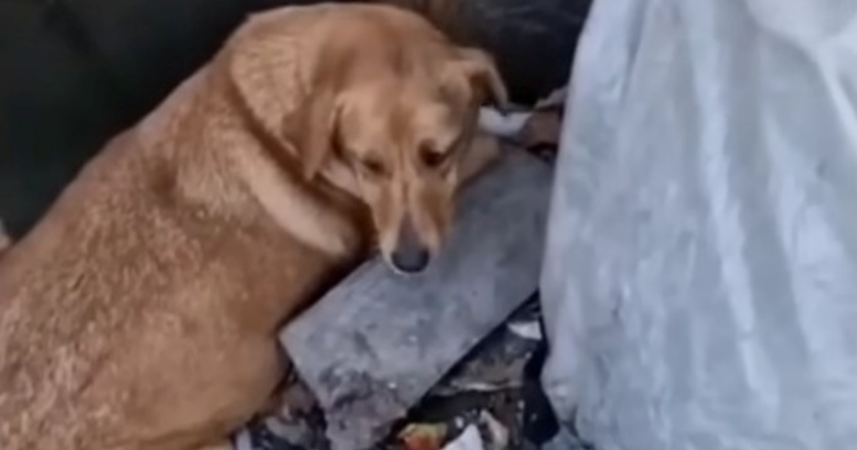 cagnolina abbandonata