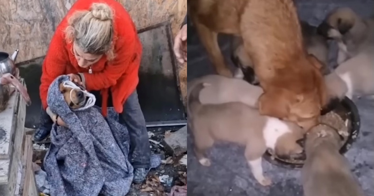 cagnolina e cuccioli