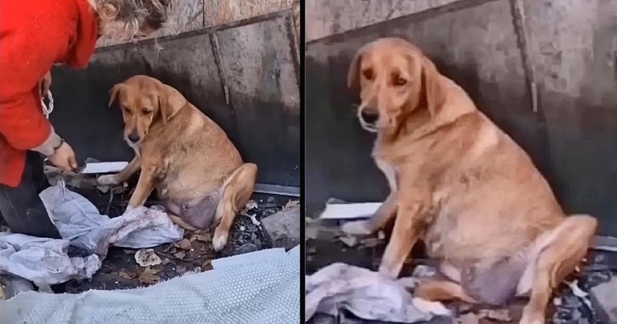 cagnolina incinta