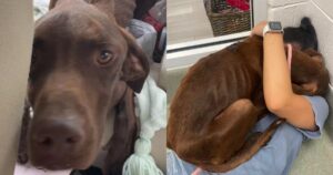 Cagnolino abbandonato dalla sua famiglia,  bloccato in autostrada non smette di abbracciare la donna che lo ha salvato