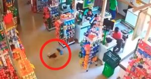 Cagnolino si intrufola al supermercato per rubare un po’ di cibo (VIDEO)