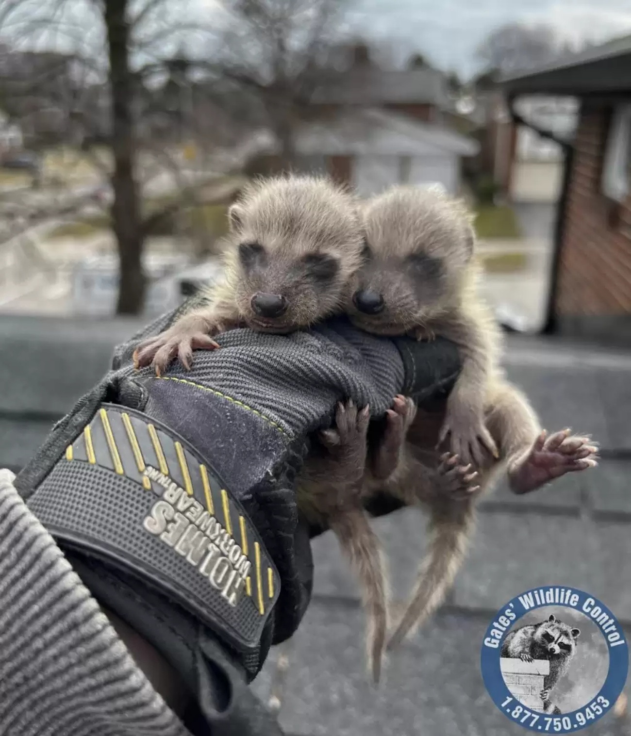 cuccioli di procione