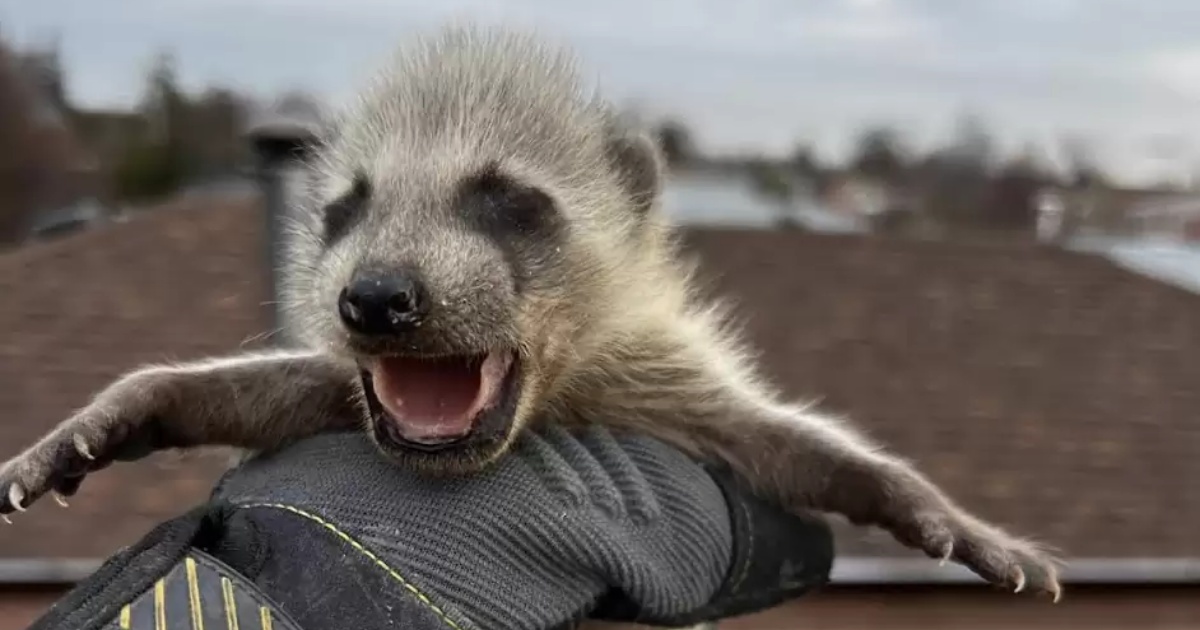 cucciolo di procione