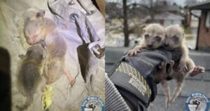 Donna sente strani versi provenire dal soffitto e resta sbalordita quando scopre che sono dei cuccioli di procione