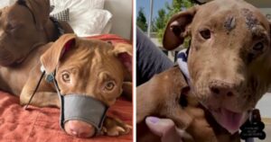 Duke, il Pitbull dal cuore d’oro che ha conquistato il cuore della sua adottante, trasformando entrambe le loro vite