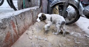 Salvataggio da un “mercato degli orrori”: la storia del cucciolo Ade e degli altri cagnolini