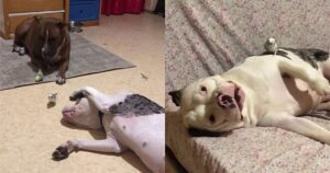 Cagnolone Pitbull diventa il migliore amico di un pappagallo (VIDEO)