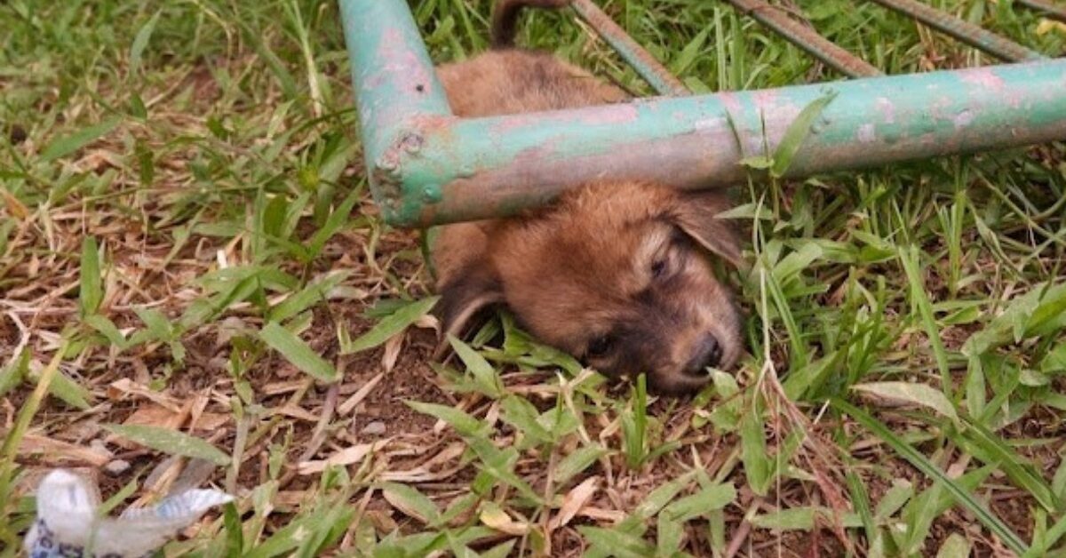 Il cucciolo randagio resta bloccato sotto un cancello e non fa altro che piangere per cercare aiuto