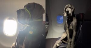 Il dolcissimo ed enorme Alano ruba 2 posti su un volo dell’American Airlines (VIDEO)