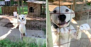 La cagnolina scodinzola ad ogni persona che incontra sperando che qualcuno la porti via da lì (VIDEO)