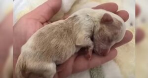 Minuscola Chihuahua aveva poche ore di vita quando l’hanno abbandonata