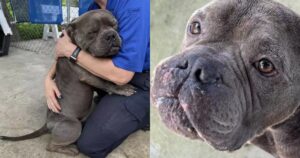 Cagnolino che non smette di ringraziare i volontari che lo hanno salvato abbracciandoli forte