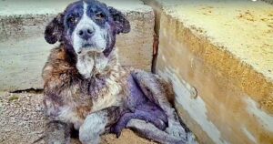 Cagnolina quasi morente era stata abbandonata in una discarica, la sua vita era un inferno di sofferenze (VIDEO)