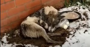 Abbandonata e sola: una storia straziante di una cagnolina che partorisce nel freddo gelido (VIDEO)