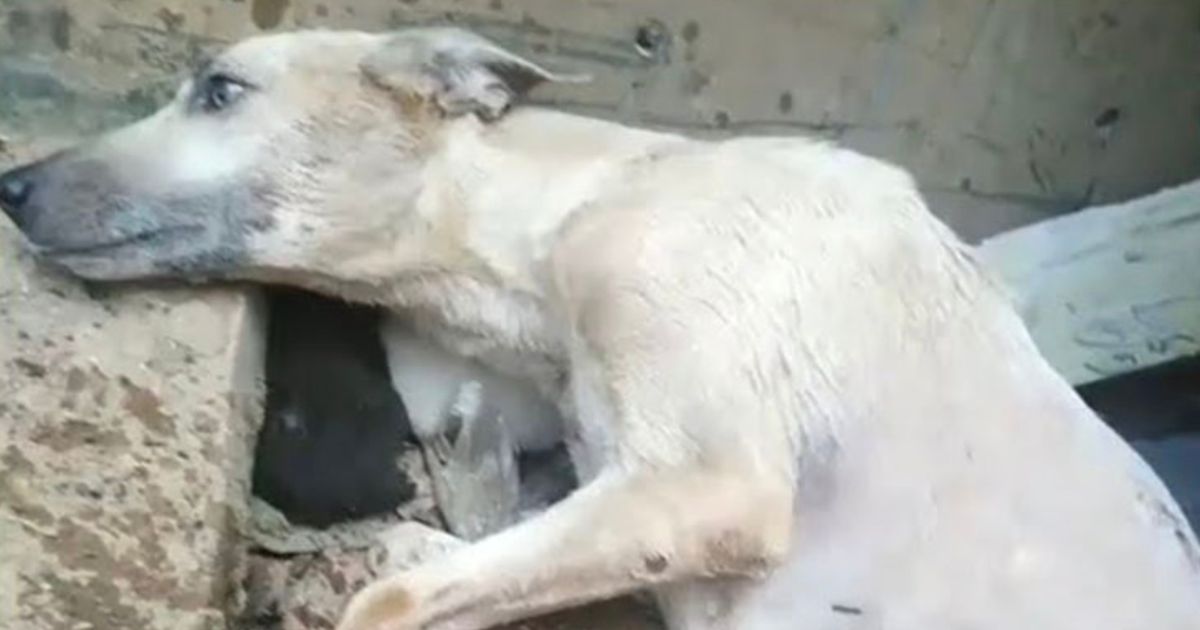 Cagnolina incinta