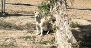 Cagnolina fugge per lo spavento dopo l’incendio, sarà dura ricongiungerla ai suoi cuccioli