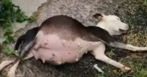 Cagnolina sembrava incinta ma quando l’hanno soccorsa hanno scoperto l’impensabile