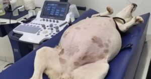 Cagnolina incinta viene abbandonata al rifugio appena prima di partorire: saranno 14 splendidi cuccioli (VIDEO)