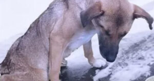 “Si stava trascinando sulla neve”, cagnolina paralizzata affronta un lungo percorso di ripresa (VIDEO)