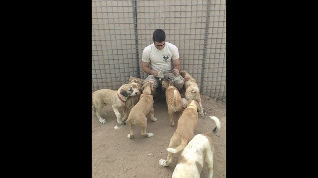 cagnolina cuccioli