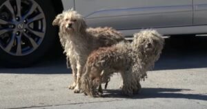 Una coppia di cagnolini condivide la dura vita della strada, per fortuna vengono portati via entrambi (VIDEO)