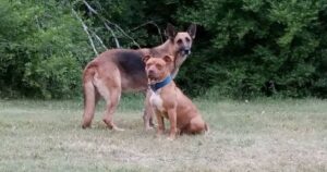 Corre per salvare un randagio e dopo giorni di tentativi torna al rifugio con due splendidi cagnolini (VIDEO)