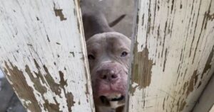 Cagnolino randagio fissa uno sconosciuto alla fermata dell’autobus e poi lo segue fino a casa