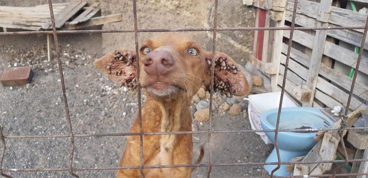 uno dei cagnolini con infezioni