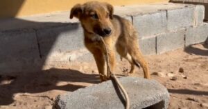 Questo cucciolo era stato trovato legato a un mattone, adesso non subirà più maltrattamenti (VIDEO)