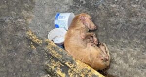 Cucciolo disperatamente affamato e tremante, coperto di mosche e pulci, crolla sulla strada, gridando aiuto senza nessuno che lo aiuti (VIDEO)