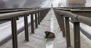 Cagnolino in mezzo a un’autostrada aveva le zampe rotte e non poteva muoversi (VIDEO)