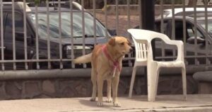 Cagnolino attende il padrone per otto mesi fuori dall’ospedale, ma l’uomo è morto da tempo (VIDEO)