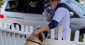 Questo “cagnolino” non vede l’ora che arrivi ogni giorno il postino per salutarlo (VIDEO)