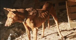 Cagnolini vivono in una gabbia senza cibo e acqua, le autorità li salvano dai maltrattamenti