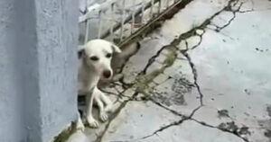 “Si nascondeva dietro il muro”, un cagnolino abbandonato viene salvato e liberato da decine di zecche (VIDEO)