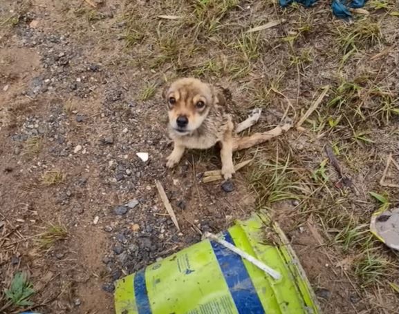 cagnolino paralitico