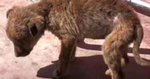 Questo cucciolo era l’unico sopravvissuto della cucciolata, non conosceva altro che la strada (VIDEO)