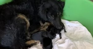 Mamma cagnolina e i suoi cuccioli salvati da un terribile e pericoloso abbandono (VIDEO)