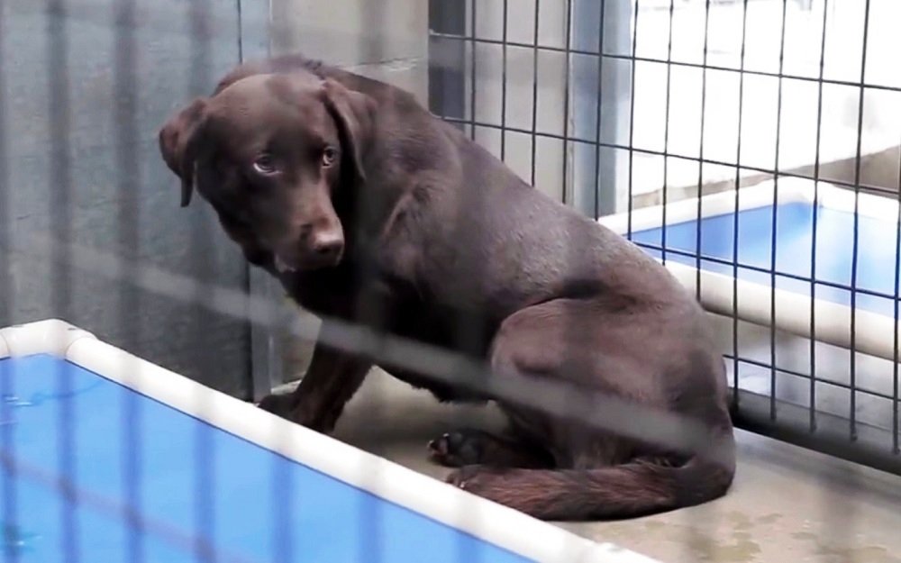 cagnolina detenuto