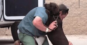 Storia di riscatto, cagnolina ritrova la felicità all’interno di un programma di recupero per detenuti (VIDEO)