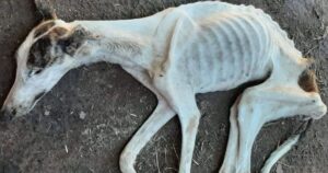 Cagnolina pelle e ossa viene soccorsa ma, nonostante le cure, sarà davvero difficile recuperarla