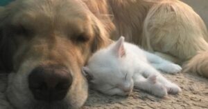 Questo gattino ha trovato una nuova famiglia ma anche una mamma Golden Retriever speciale