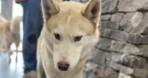 Questo Husky ha creato il caos al rifugio, ma il post sul suo disastro gli fa trovare subito una nuova famiglia